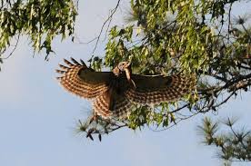 Birds Of Prey In Georgia Barred Owl Strix Varia In Flight With Prey Picture 32 In Strix Varia Location Atlanta Georgia Usa Photo By Janie Wilburn Barred Owl Owl Pictures