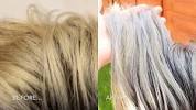 Arctic Fox Sterling On Brown Hair