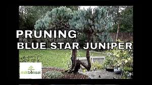 When we start pruning juniper bonsai for this reason, we're interested in removing the following types of foliage/branches but remember, there is a right and wrong way to cut when pruning juniper bonsai. Bonsai Juniper Summer Pruning Care And Maintenance Of Bonsai Trees Mikbonsai Trees South West London