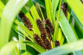 Image result for Cyperus chersinus