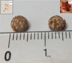 Image result for Embelia ruminata