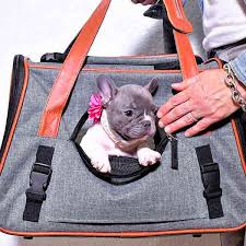 We have many years of experience breeding and raising french bulldogs. French Bulldog Puppies Breeder Poetic French Bulldogs