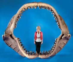 Megalodon Size Fossils Facts Britannica
