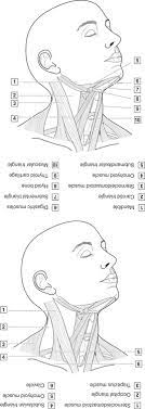 All worksheets only my followed users only my favourite worksheets only my own worksheets. 4 Head Neck And Dental Anatomy Pocket Dentistry