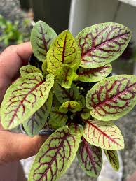 Image result for Rumex sanguineum