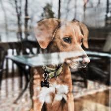 See more ideas about animal rescue, rescue, animals. Helping Your Dog Survive During A Quarantine The New York Times