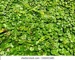 Image result for Evolvulus nummularius