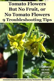 I fertilized and water carefully and still no luck especially with my cherry tomato's. Tomato Flowers But No Fruit Or No Tomato Flowers 9 Troubleshooting Tips