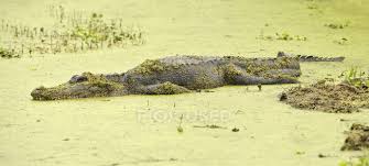 Maybe you would like to learn more about one of these? Alligator In Swamp Water At Brazos Bend State Park Texas United States Of America Beautiful Daytime Stock Photo 200725494