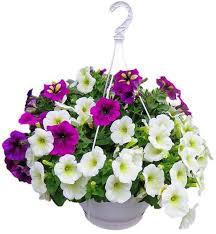 Petunias grow well from seeds started indoors, but proper watering is vital to ensure. Hanging Basket Help And Advice From Jacksons Nurseries
