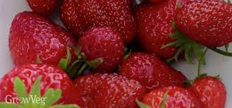 How To Choose And Grow The Best Tasting Strawberries