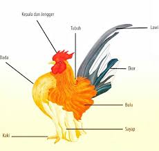 Ciri Fisik Ayam Serama Berkualitas Ayamhias Ayamserama Ayam Ternak Ayam Kucing