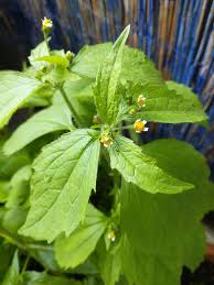 Image result for Galinsoga parviflora
