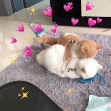 Kumpulan Meme Hewan Dan Kartun Di 2020 Meme Kucing Anak Kucing Menggemaskan Hewan