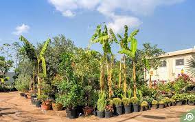 A garden centre (commonwealth english spelling; Plant Nurseries In Dubai Zabeel Nursery Garden Centre More Mybayut
