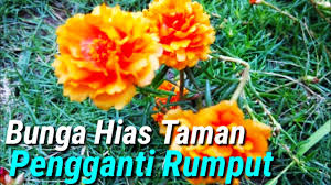 Ide kreatif bagaimana cara menanam tanaman bunga krokot atau bunga sepuluh jam model terbaru, belum banyak yang tahu. Kreatif Penataan Bunga Krokot Dll Menanam Bunga Krokot Warna Warni Kreasi Taman Rumah Minimalis Ide Kreatif Cute766 Di Botol Terbalik Berkreasi Dengan Bunga Krokot Ada Banyak Cara Untuk Tanam Krokot