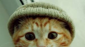 Funny cat wallpapers, funny cat gallery of photos, w funny cat backgrounds apk download latest version funny cat wallpaper my blogfunny lol 1024×768. Funny Cat Backgrounds Group 78