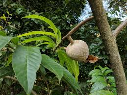 Image result for Annona reticulata