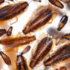 Caring for your commercial property before an infestation hits can save you from major pest problems. News Archives Central Pest Control