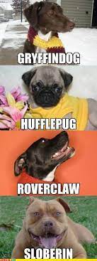 Dogwarts Harry Potter Memes Hilarious Harry Potter Dog Harry Potter Puns