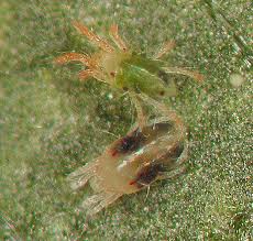 Image result for spotted spider mite