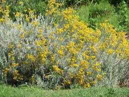 Image result for Helichrysum globosum