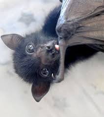 Not Found Cute Animals Cute Bat Baby Animals