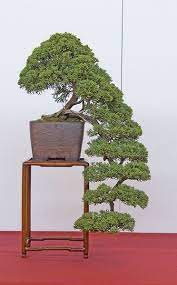 Note especially the placement instructions. Like This Style Maybe If I Get The Japanese Dwarf Juniper Next Weekend Something Like This Style But A Little More Bonsai Tree Indoor Bonsai Japanese Bonsai