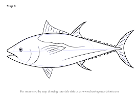 Learn How To Draw An Atlantic Bluefin Tuna Fishes Step By Step Drawing Tutorials In 2020 Bluefin Tuna Atlantic Bluefin Tuna Fish Drawings