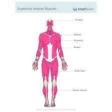 To get started, choose a muscle group either on the muscle chart or in the muscle list on this page. Muscular Body System Diagrams Page 3 Line 17qq Com