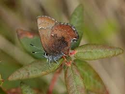 Butterfly Brown Elfin Its Wings Are Darker Brown Towards The Body And Lighter Reddish Brown Marginally And Unlike Ot Beautiful Butterflies Brown Butterfly