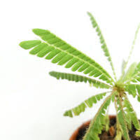 Image result for Biophytum