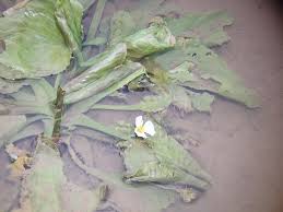 Image result for Ottelia kunenensis