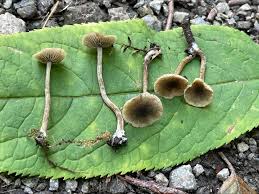 Image result for Simocybe centunculus