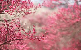 Customize and personalise your desktop, mobile phone and tablet with these free wallpapers! Pink Flower Wallpapers On Wallpaperdog
