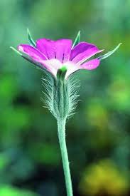 Image result for Agrostemma githago