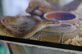 Has an excellent selection of reptiles for sale and pet products at very competitive prices. Planning To Buy A Pet Reptile Don T Do It Peta