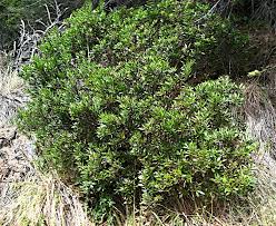 Image result for Myrica salicifolia