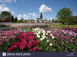 Tulipan Tulips Bloom In The Kalenderplatz Square Britzer Garten Stock Photo Alamy