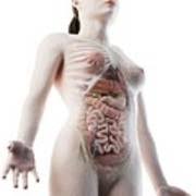 Related searches for anatomy torso female: Female Upper Body Anatomy Photograph By Sebastian Kaulitzki Science Photo Library