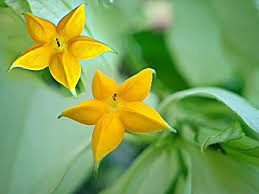 Image result for Murdannia semiteres