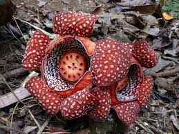 Rafflesia Panchoana Syn R Manillana R Lagascae Just Like All Members Of Its Family Rafflesiaceae Is A Holopa Small Flowers Parts Of A Plant Plant Magic