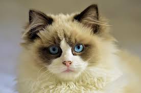Cat Eyes Structure Function Cat Health Pet Central Supply Pet Central Supply Pet Care Tips
