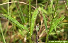 Image result for Buchnera