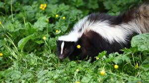 And gives of a strong pungent odor when. Why You Are Smelling Skunks This Week Cool Green Science