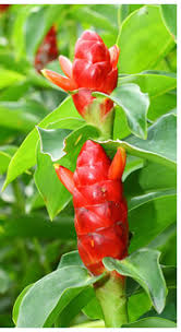 Image result for Garcinia buchneri