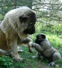 Non hai trovato la risposta giusta? Cani Cane Da Pastore Del Caucaso Cane Di Grande Taglia Popolare In Azerbaigian Georgia Armenia E Russia Bellissimi Cani Animali Cane Piu Grande