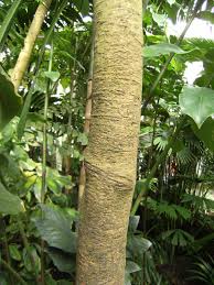 Image result for Hevea brasiliensis
