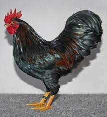 Man wollte ein robustes huhn züchten, das braune eier legen sollte. Sv Barnevelder Huhner Huhner Im Garten Huhner Rassen