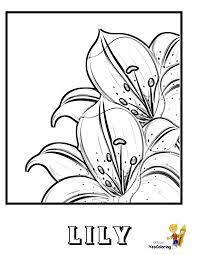 Lilies coloring page | free printable coloring pages. Luxurious Coloring Flower Pictures Lily Free Easter Lilies